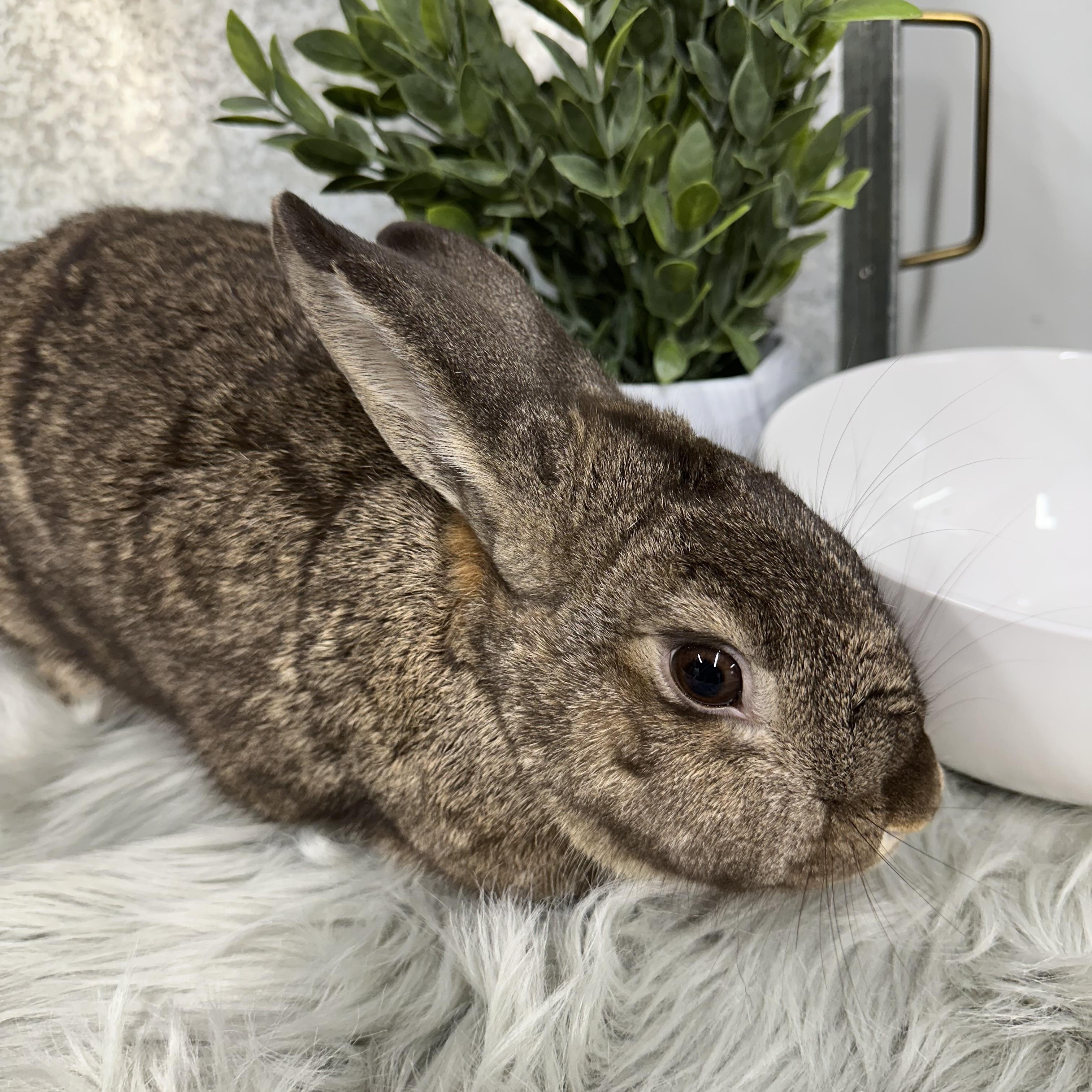 Enlarge Oakley, a Adoptable Bunny Rabbit in Columbia, SC image 3/4