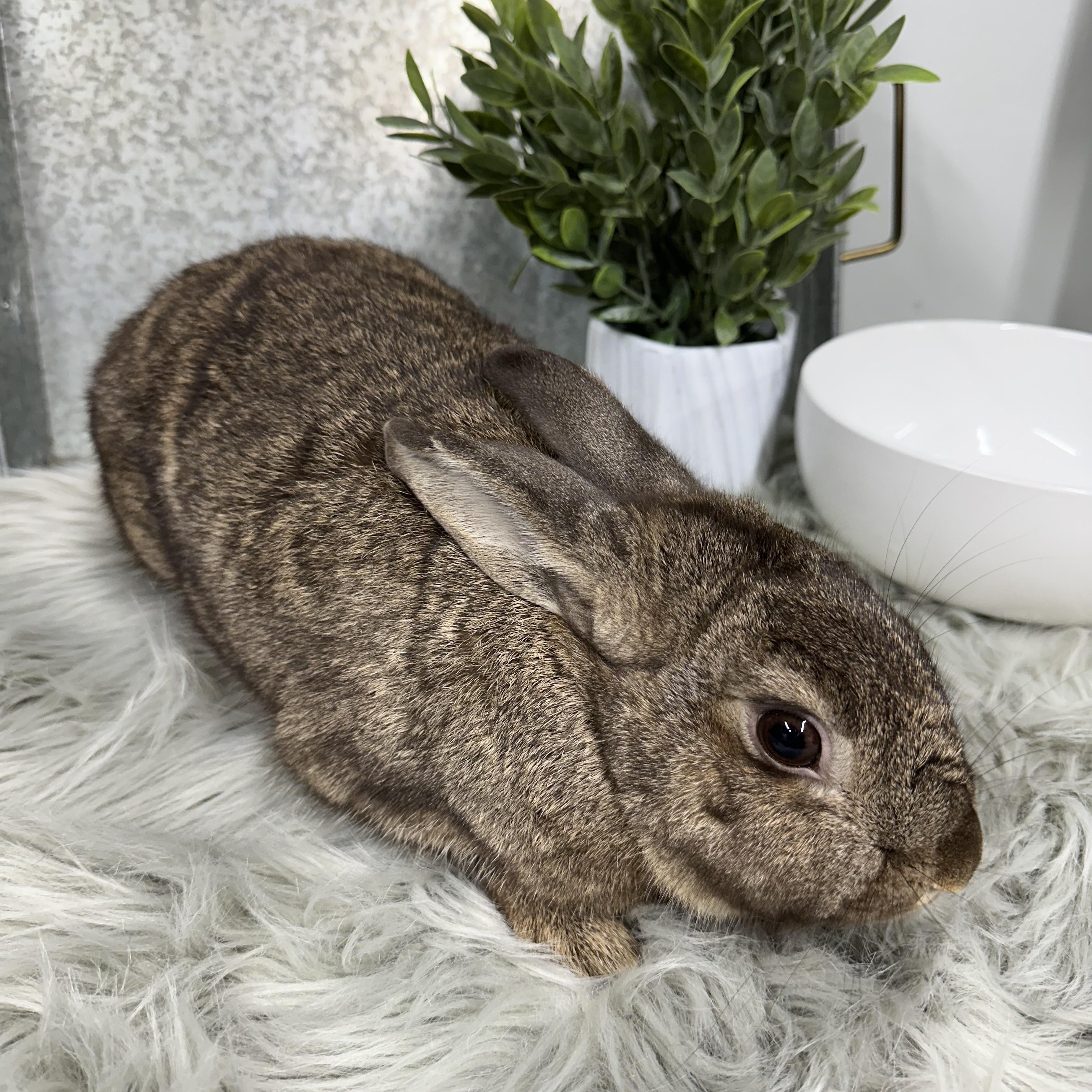 Enlarge Oakley, a Adoptable Bunny Rabbit in Columbia, SC image 4/4