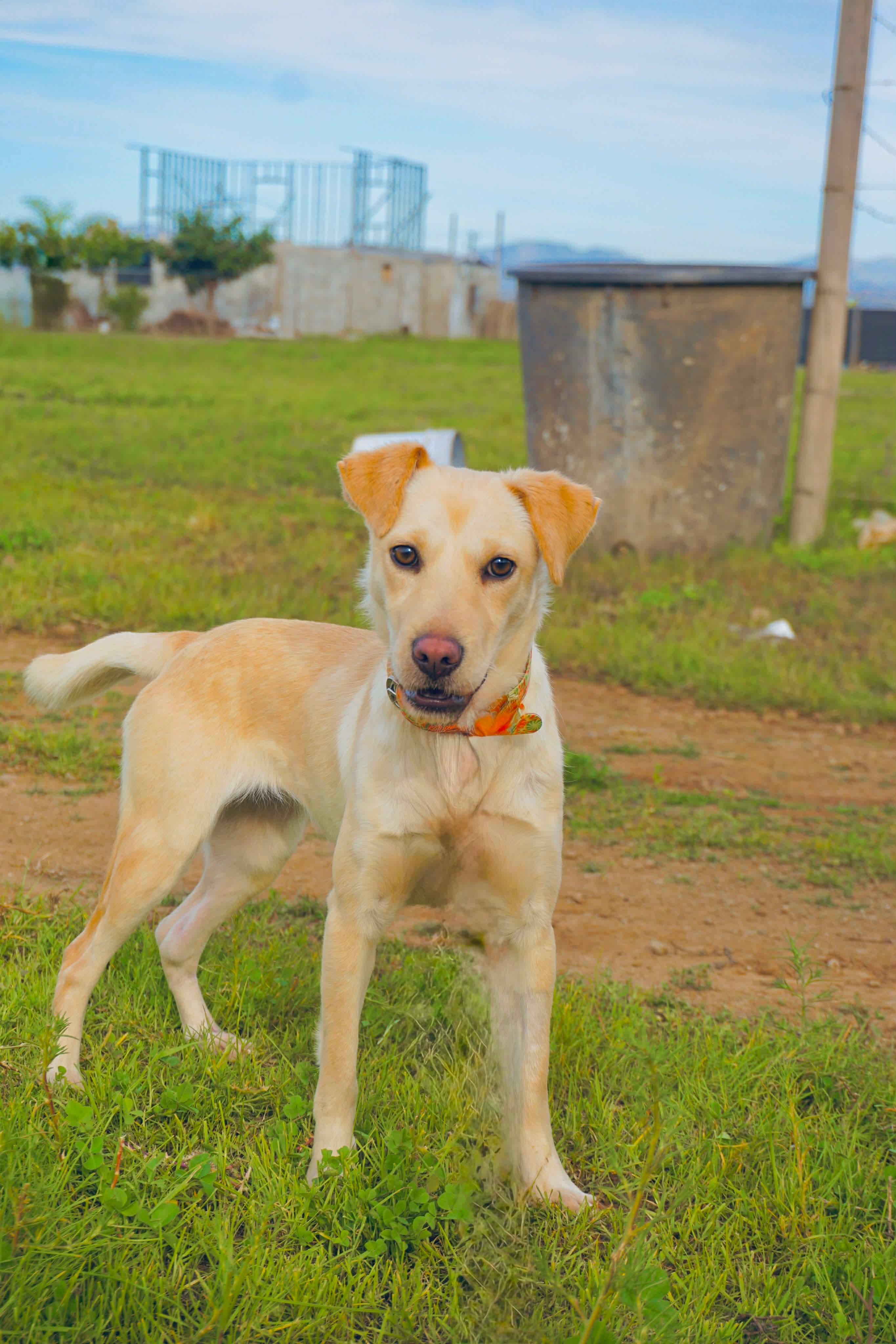 Enlarge Mookey, an adopted mixed breed in San Diego, CA image 4/4