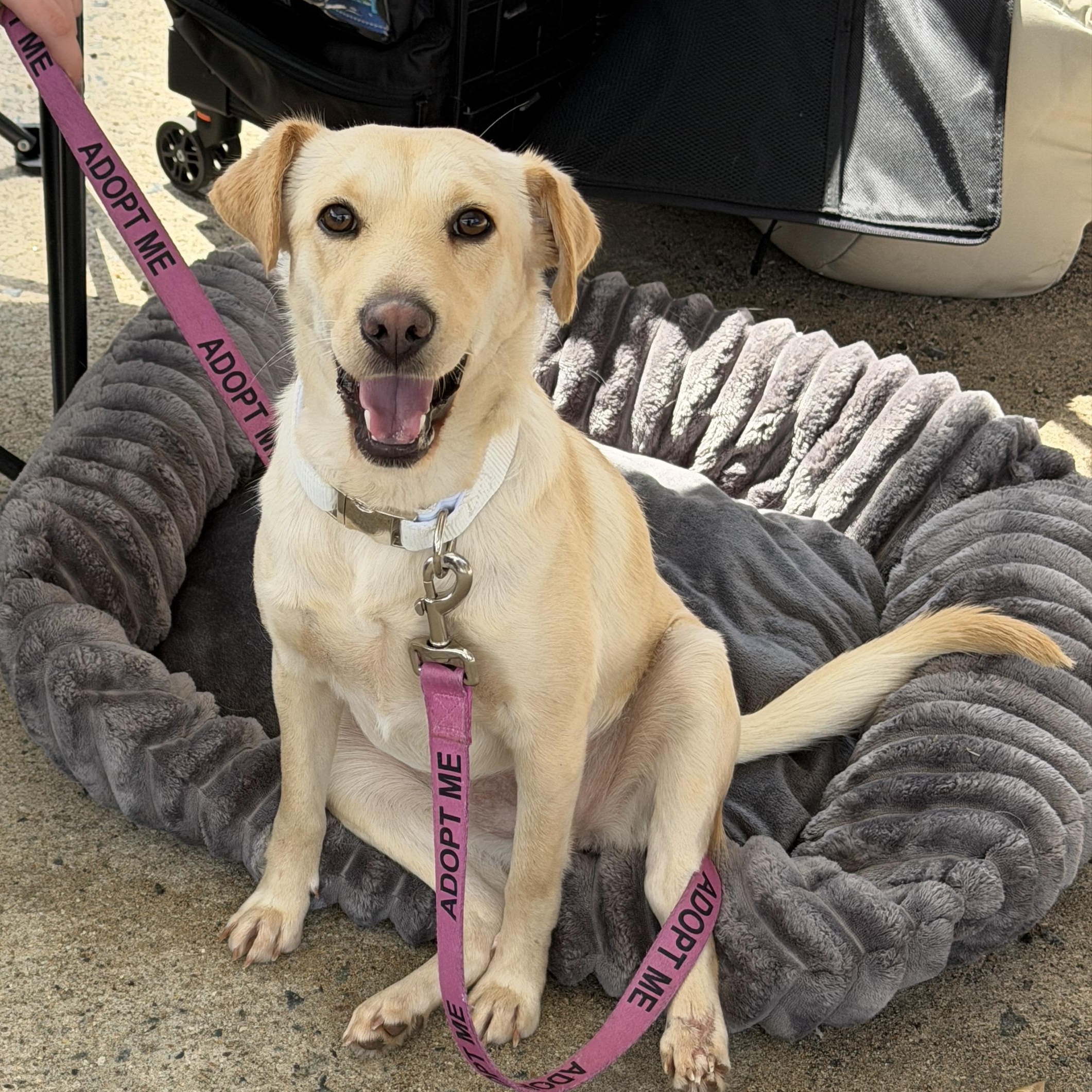 Enlarge Mookey, an adopted mixed breed in San Diego, CA image 1/4