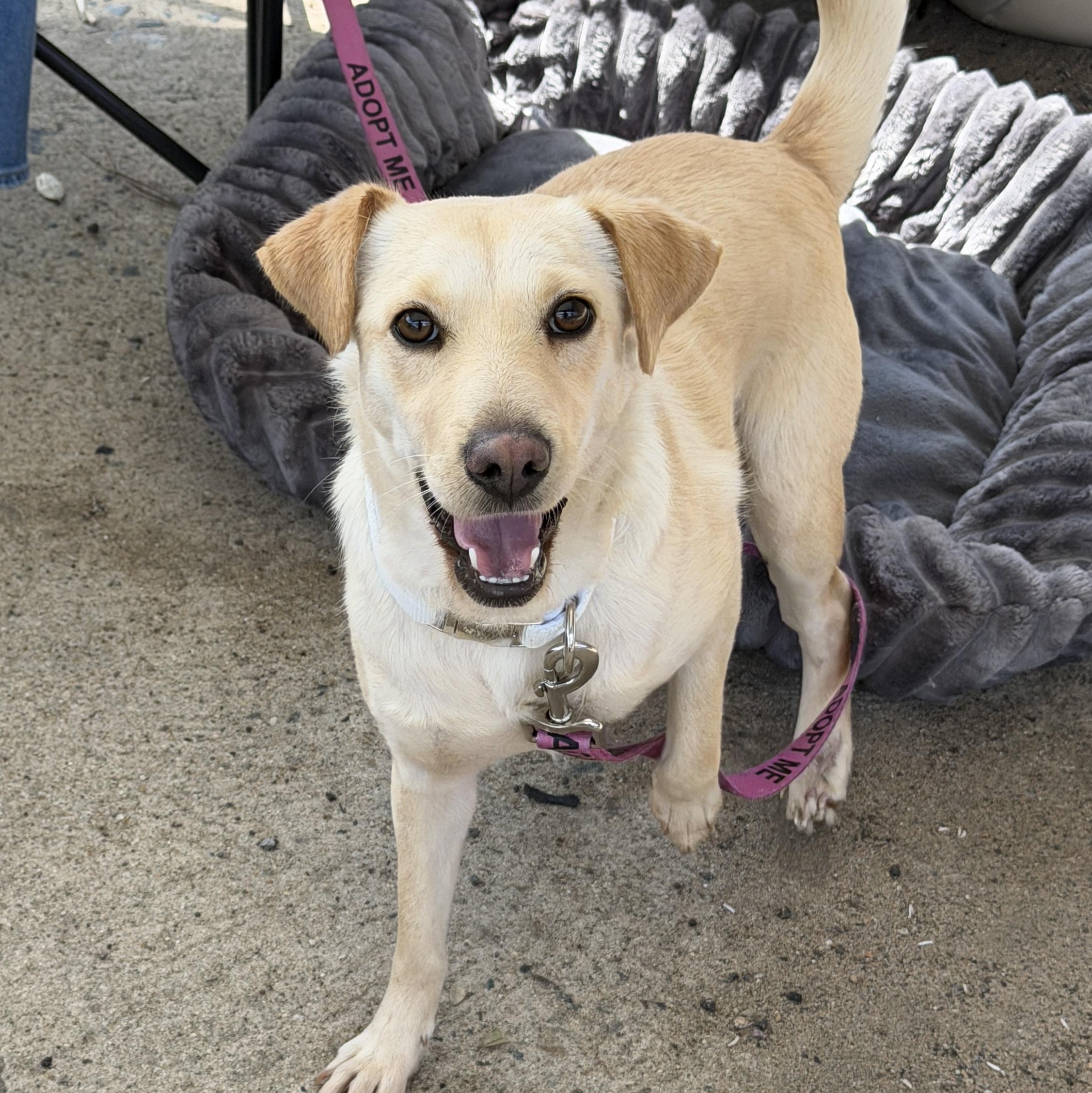 Enlarge Mookey, an adopted mixed breed in San Diego, CA image 2/4