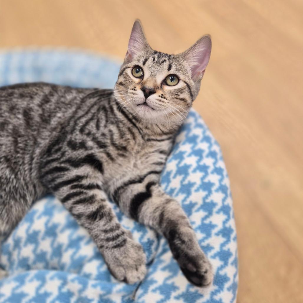 Enlarge Mo, a Adoptable Domestic Short Hair in Woodstock, IL image 1/2
