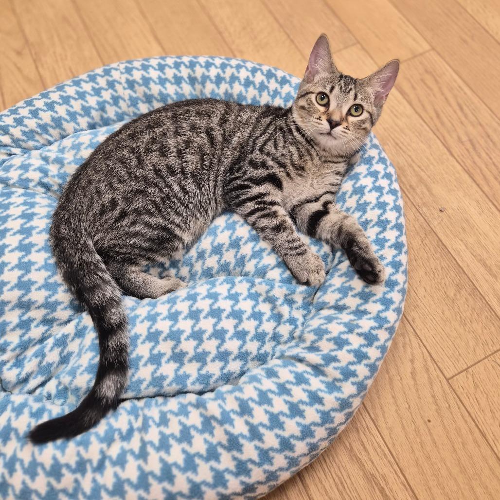 Enlarge Mo, a Adoptable Domestic Short Hair in Woodstock, IL image 2/2