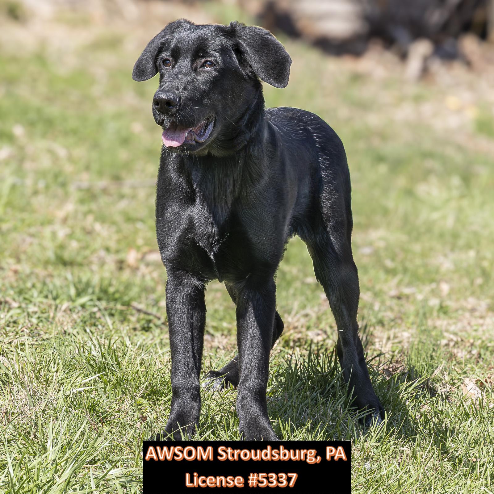 Enlarge Luna, an adopted mixed breed in Stroudsburg, PA image 3/3