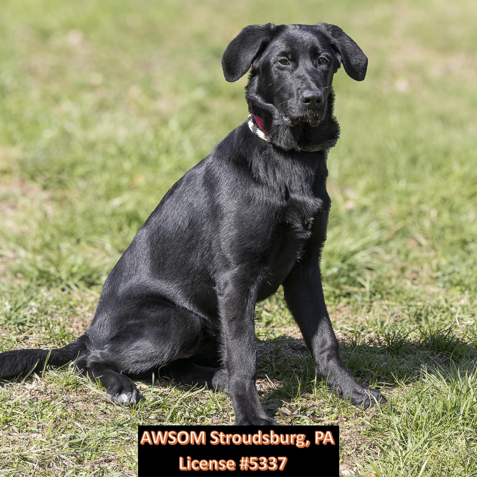 Enlarge Luna, an adopted mixed breed in Stroudsburg, PA image 2/3