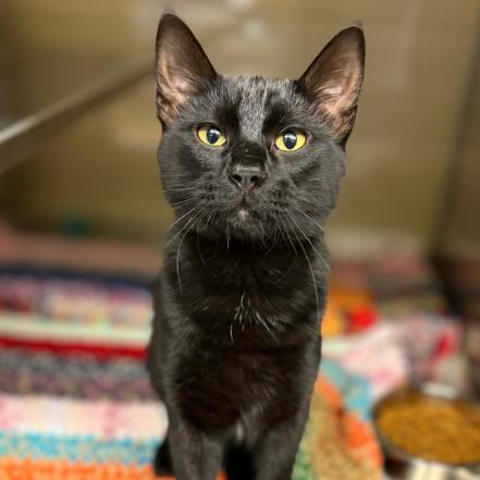 Dublin, Adoptable, Young Male Domestic Short Hair.