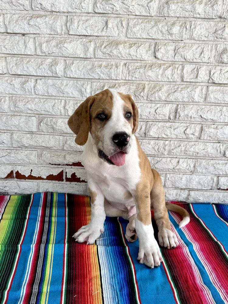 Burrito, Adoptable, Puppy Male Great Dane & Mixed Breed.
