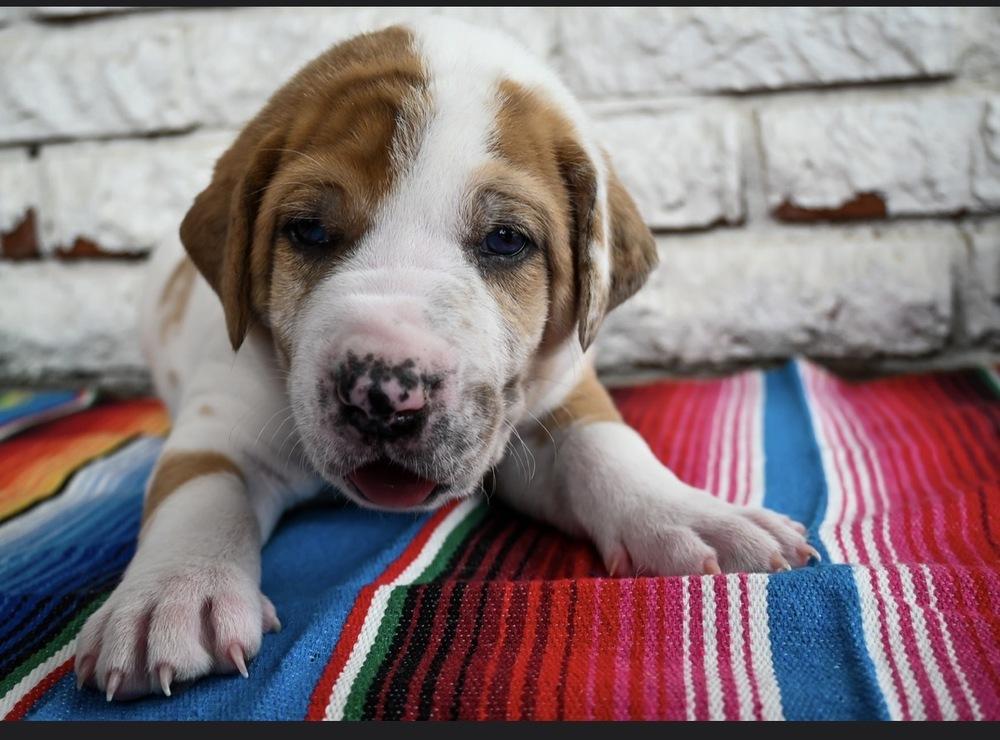 Burrito, Adoptable, Puppy Male Great Dane & Mixed Breed.