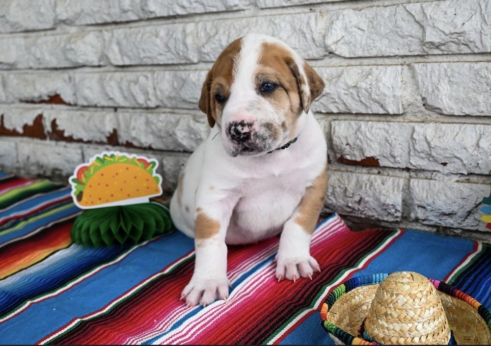 Enlarge Burrito, a Adoptable mixed breed in Warr Acres, OK image 2/6