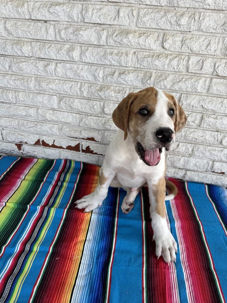 Enlarge Burrito, a Adoptable mixed breed in Warr Acres, OK image 3/6