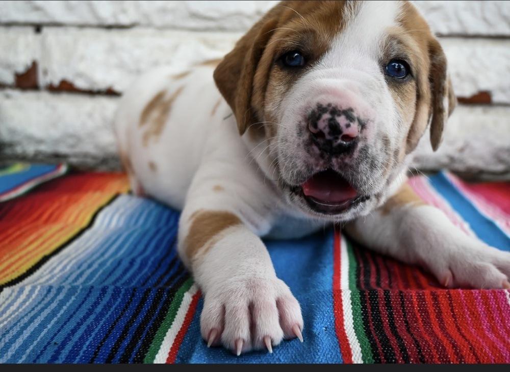 Enlarge Burrito, a Adoptable mixed breed in Warr Acres, OK image 3/6