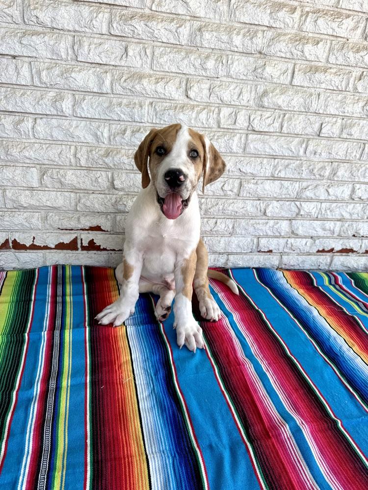 Enlarge Burrito, a Adoptable mixed breed in Warr Acres, OK image 4/6