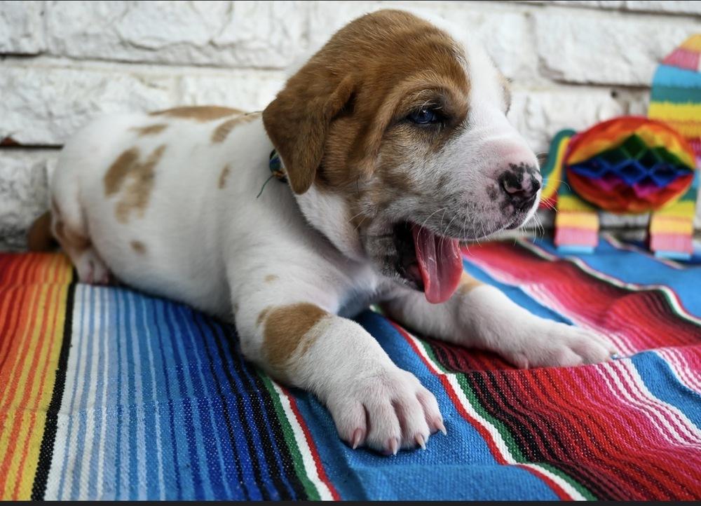 Enlarge Burrito, a Adoptable mixed breed in Warr Acres, OK image 4/6