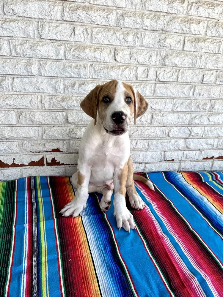 Enlarge Burrito, a Adoptable mixed breed in Warr Acres, OK image 5/6