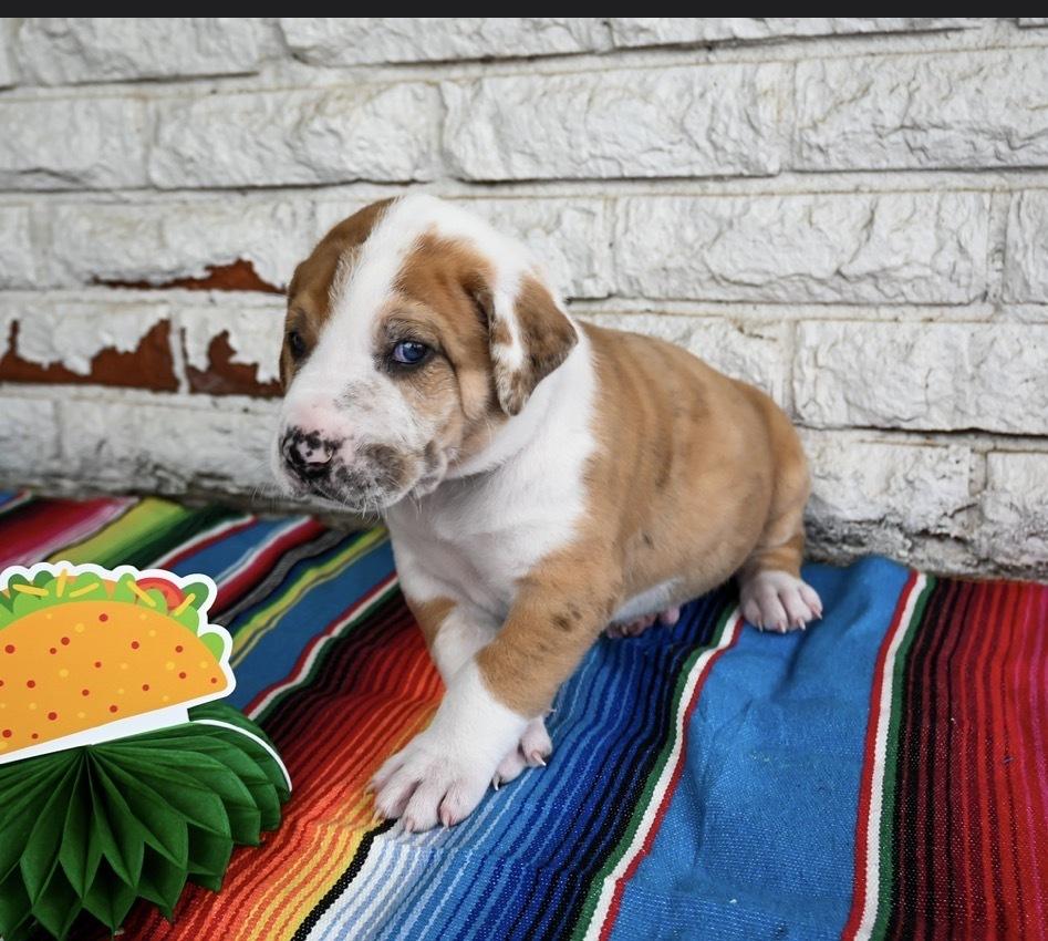 Enlarge Burrito, a Adoptable mixed breed in Warr Acres, OK image 5/6
