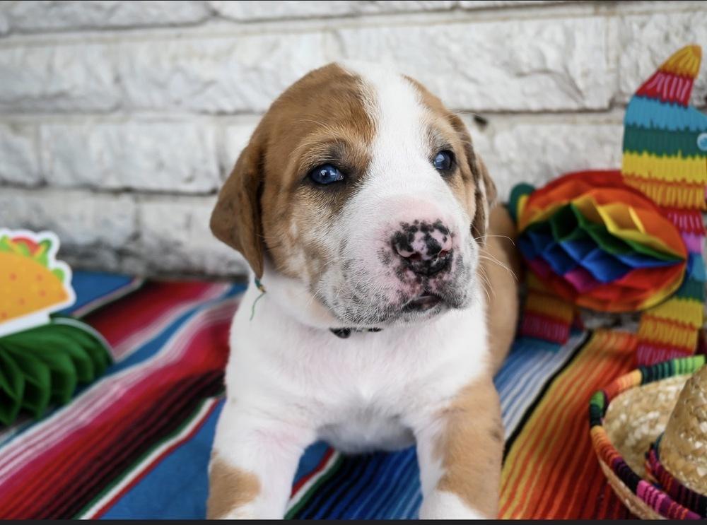 Enlarge Burrito, a Adoptable mixed breed in Warr Acres, OK image 6/6