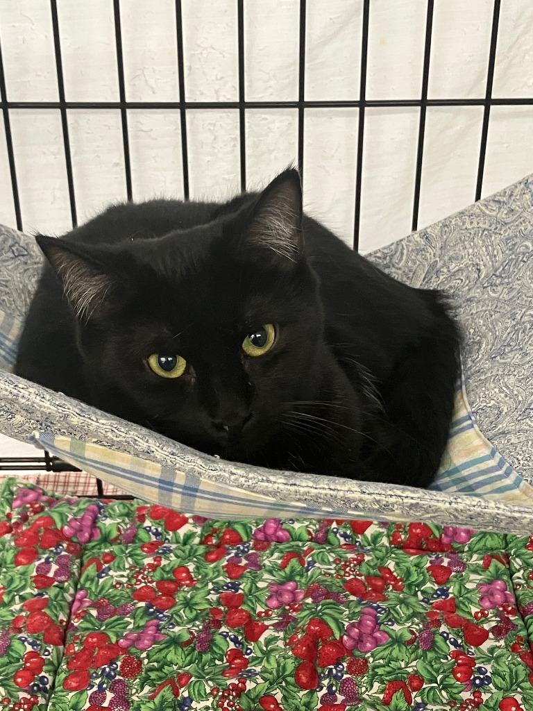 Enlarge Sweetness, a Adoptable mixed breed in Lunenburg, MA image 2/3