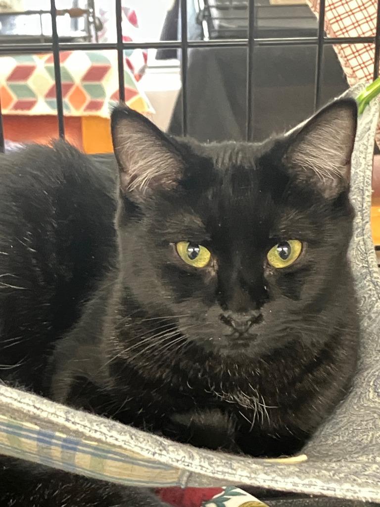 Enlarge Sweetness, a Adoptable mixed breed in Lunenburg, MA image 3/3