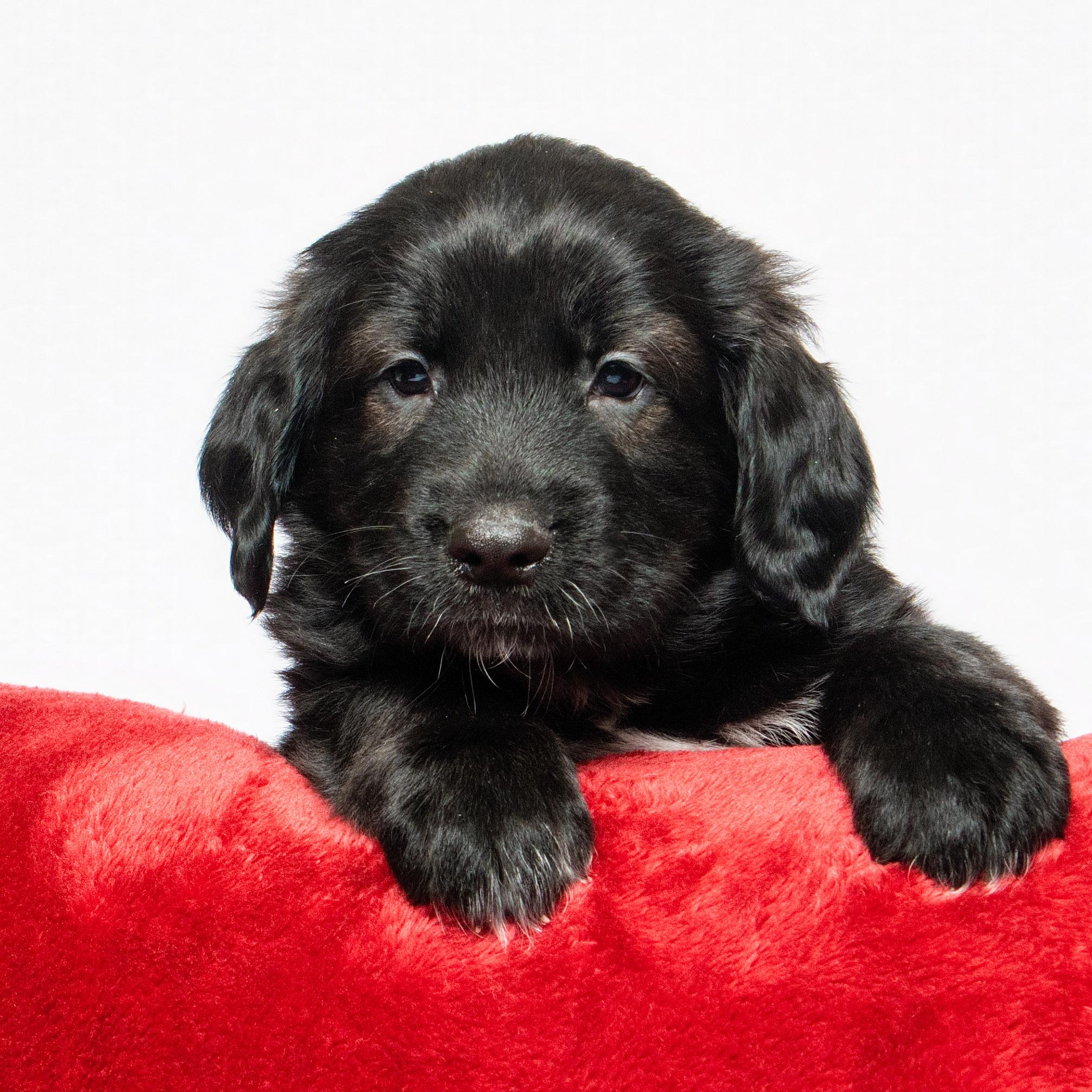 Enlarge Winston, an adopted mixed breed in Grand Forks, ND image 2/2