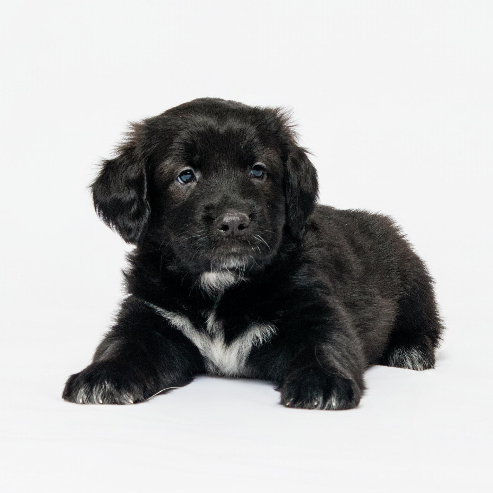 Enlarge Winston, an adopted mixed breed in Grand Forks, ND image 1/2