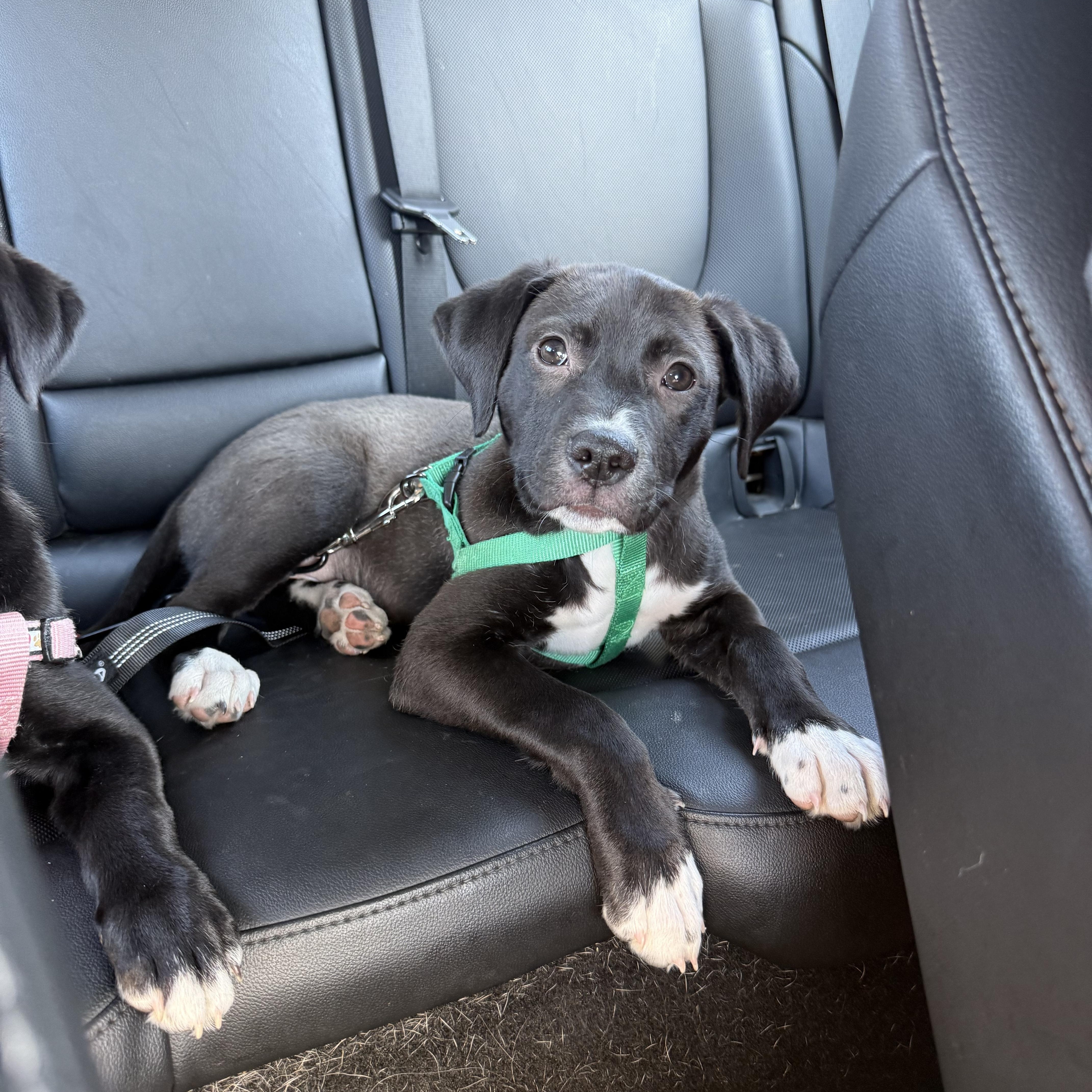 Fagan, an adopted Pit Bull Terrier in Westchester, IL image 2/5