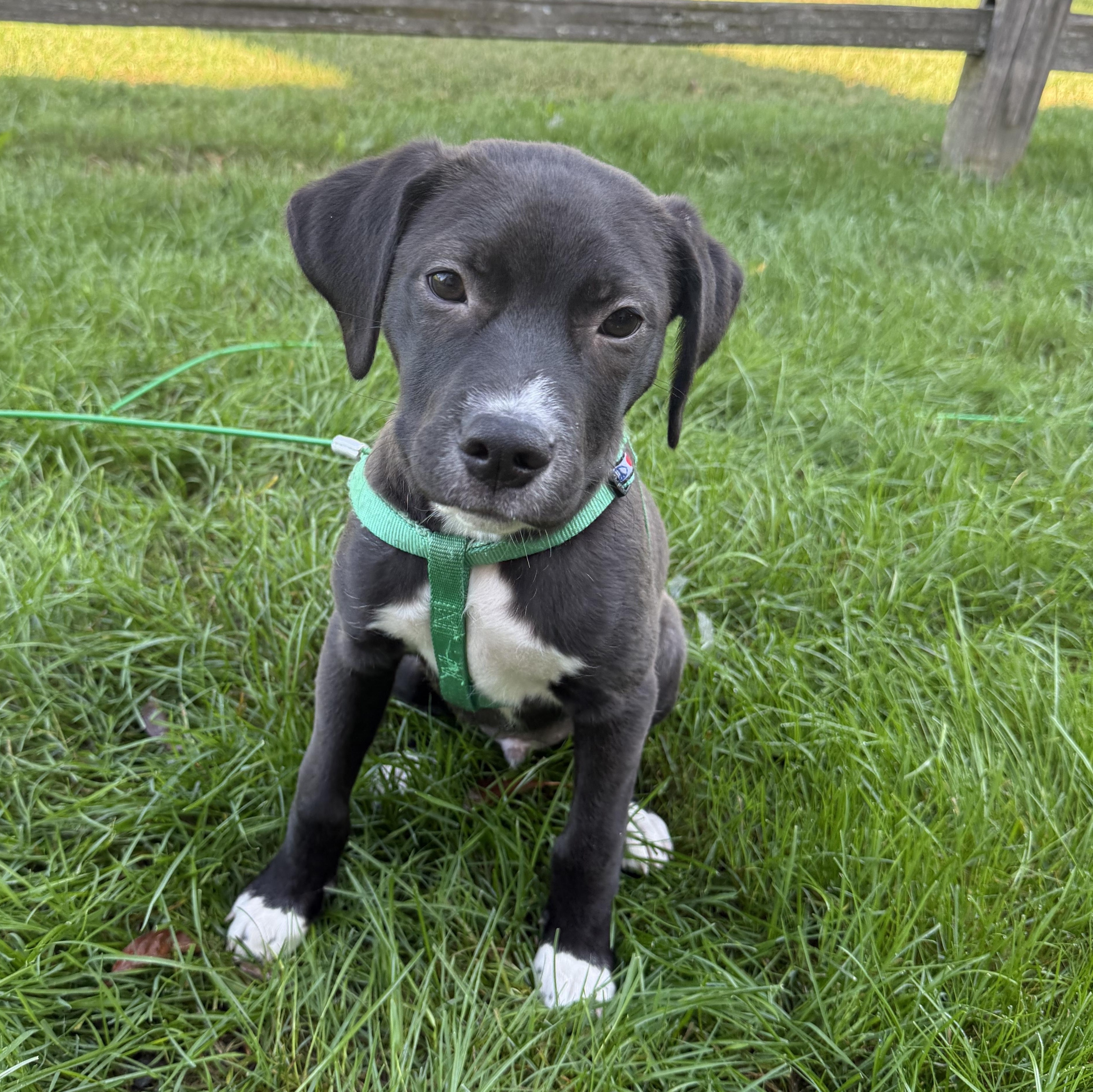 Fagan, adopted, Puppy Male Pit Bull Terrier.