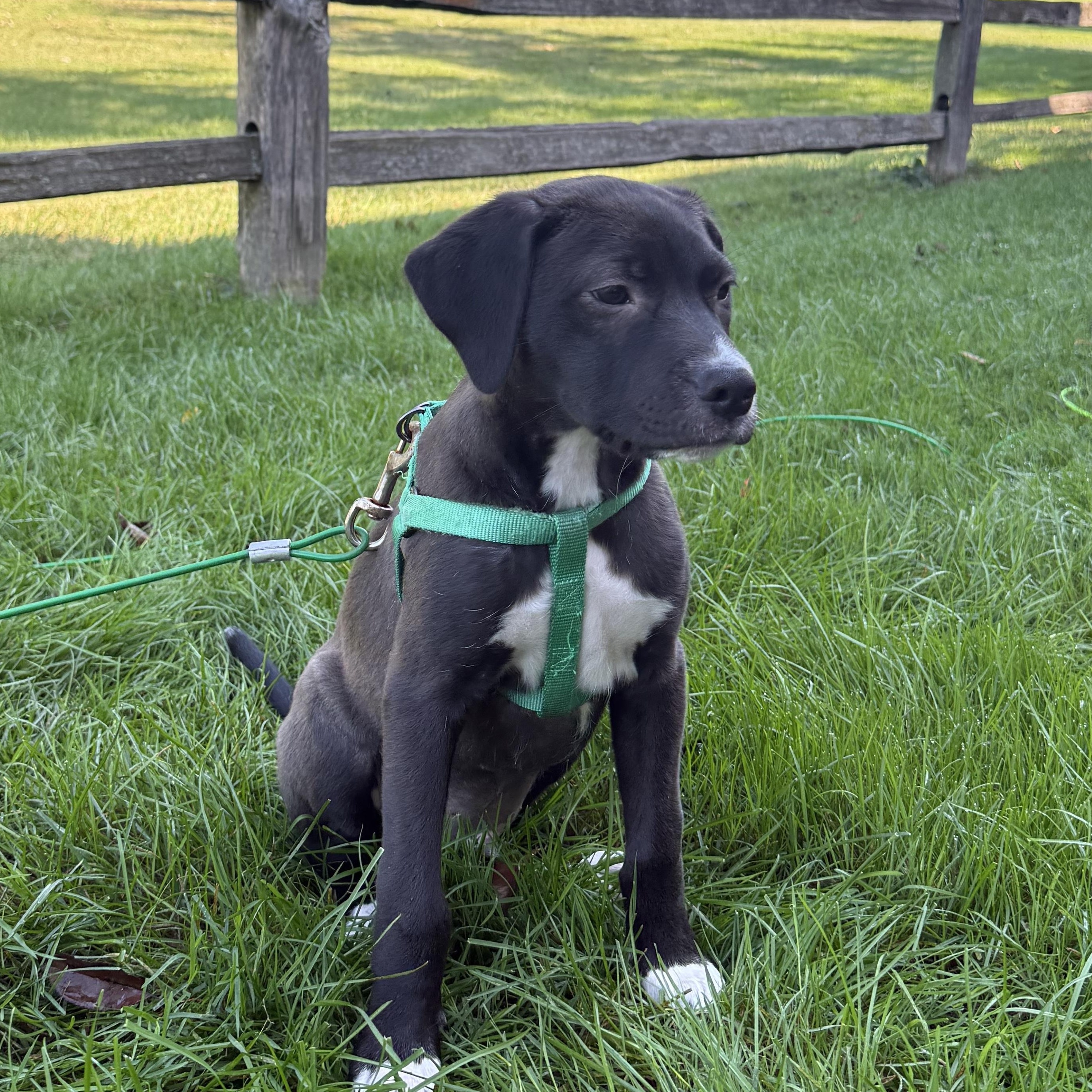 Fagan, an adopted Pit Bull Terrier in Westchester, IL image 4/5