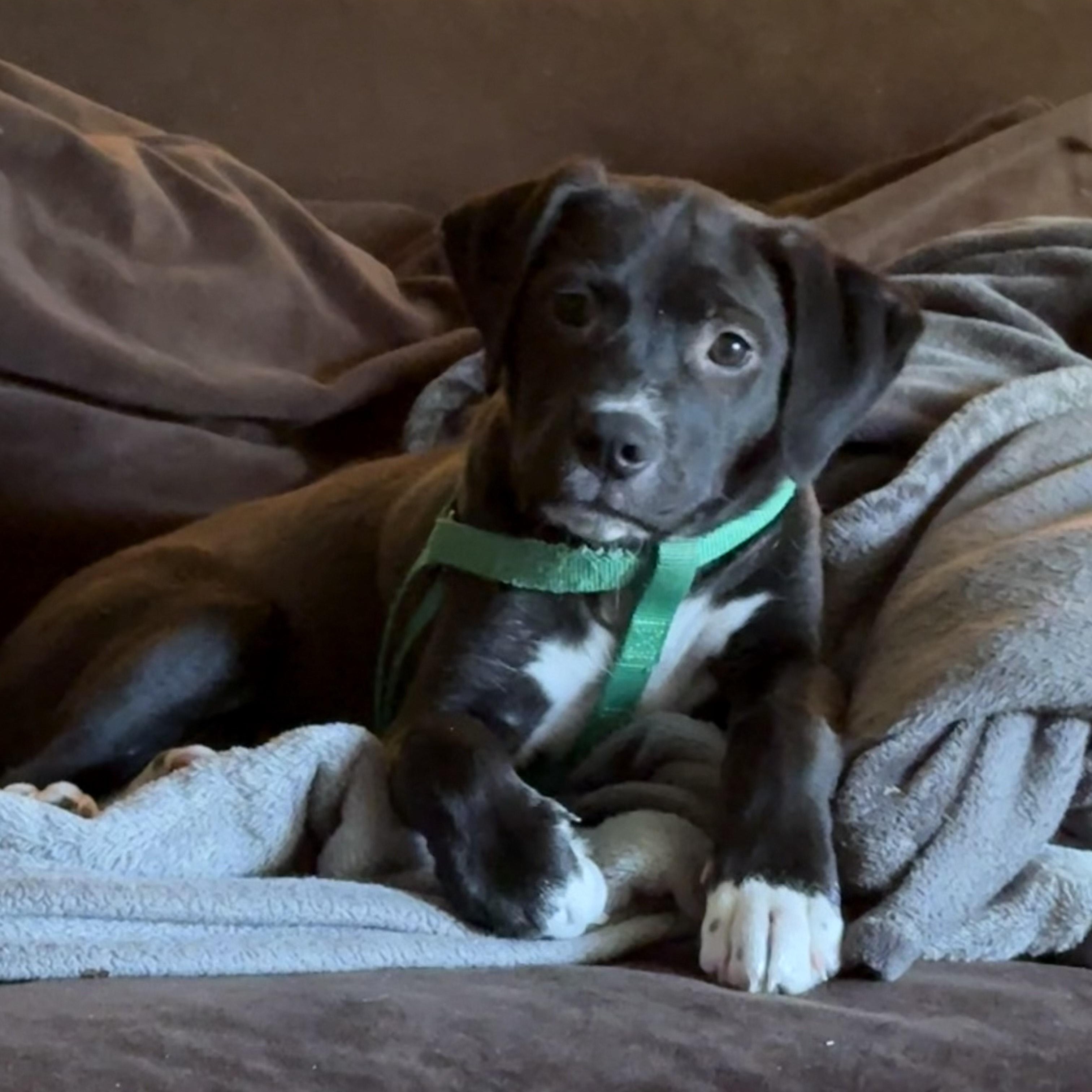 Fagan, an adopted Pit Bull Terrier in Westchester, IL image 3/5