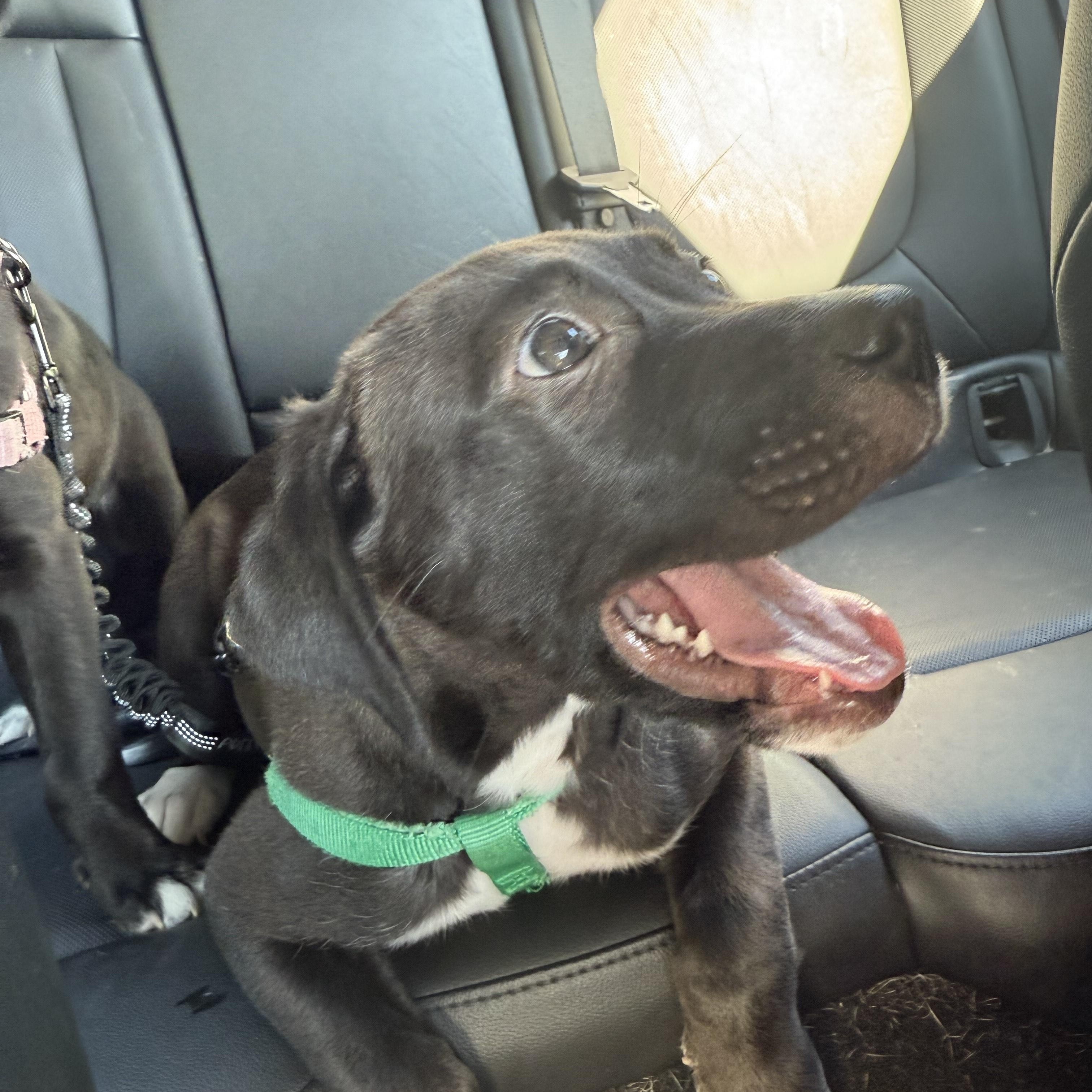 Fagan, an adopted Pit Bull Terrier in Westchester, IL image 5/5