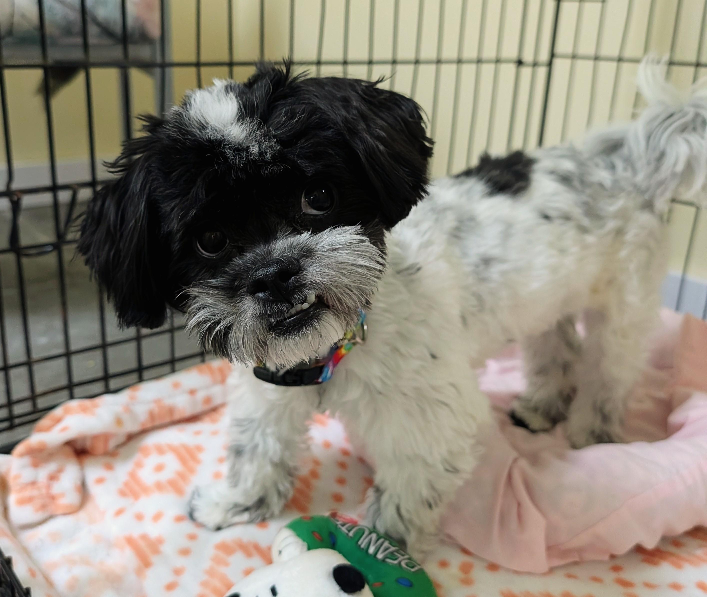 Enlarge Biggie Smalls, an adopted mixed breed in Decatur, IL image 1/1