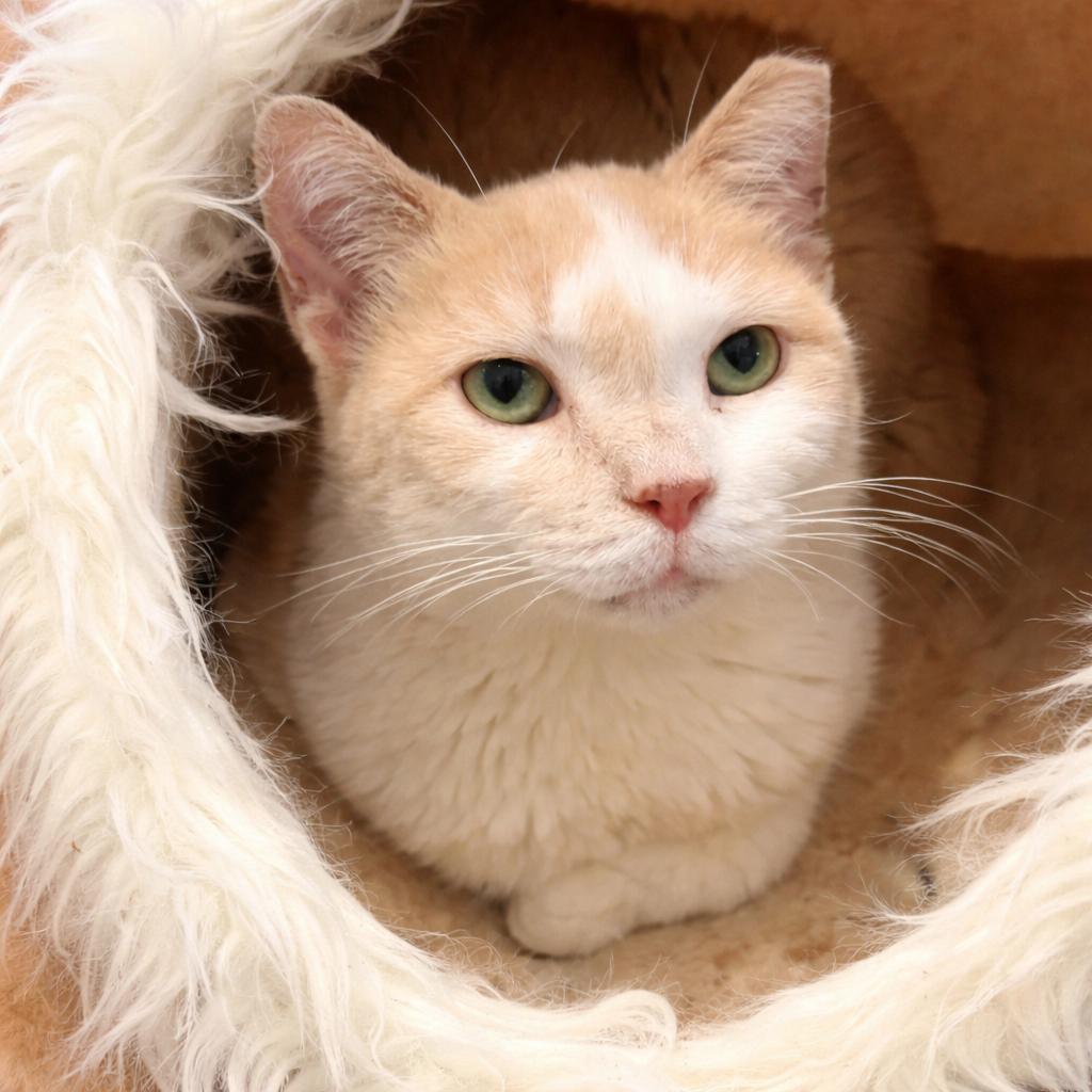 Peaches — thumbnail 2