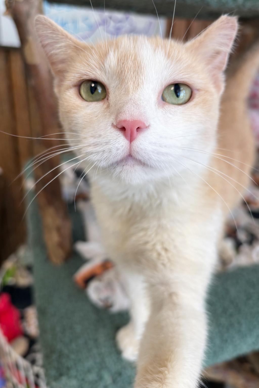 Peaches — thumbnail 3