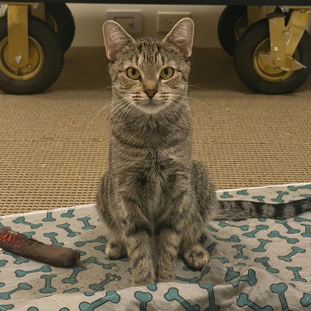 Zola, Adoptable, Adult Female Domestic Short Hair.