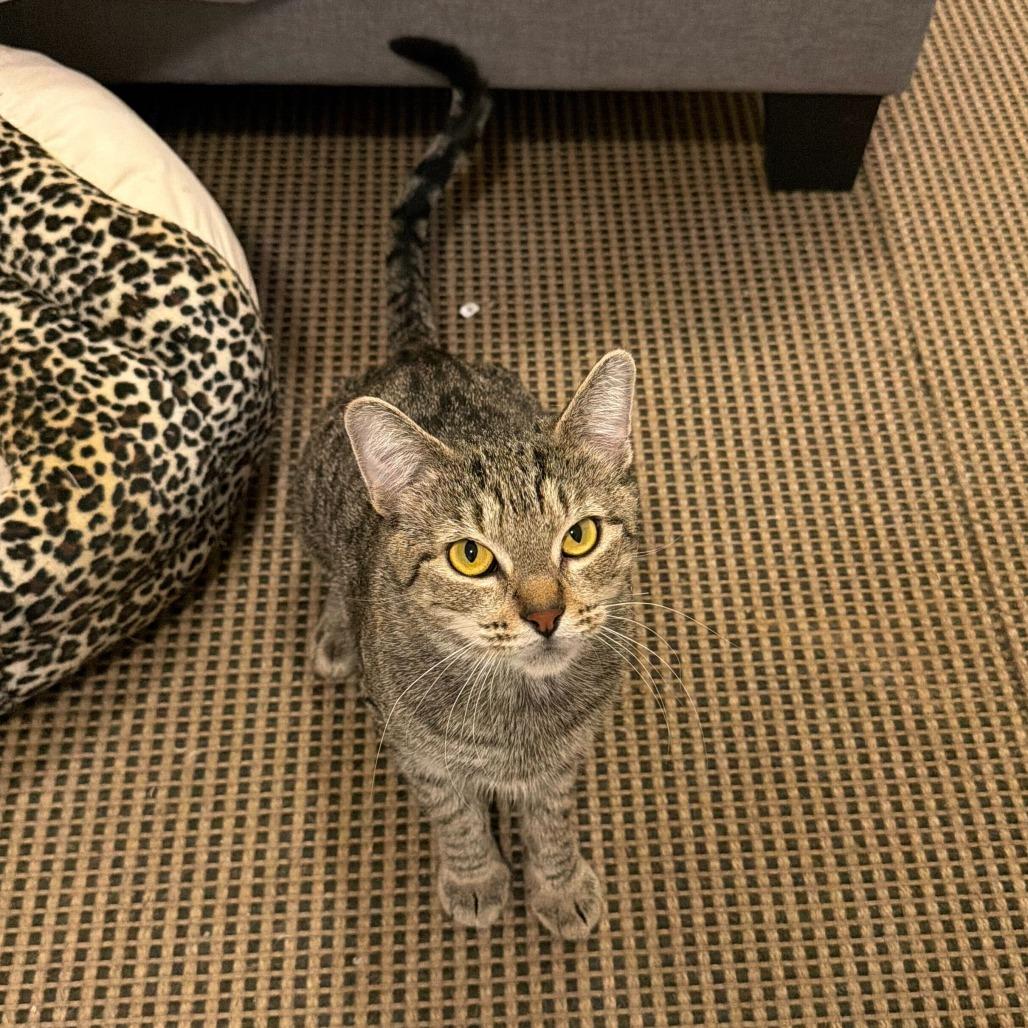 Enlarge Zola, a Adoptable Domestic Short Hair in New York, NY image 2/6