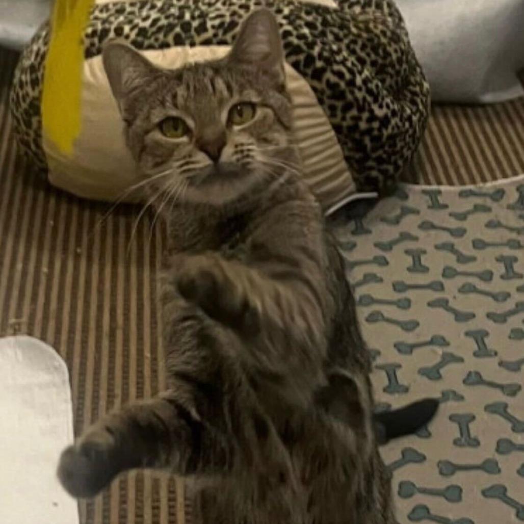 Enlarge Zola, a Adoptable Domestic Short Hair in New York, NY image 3/6