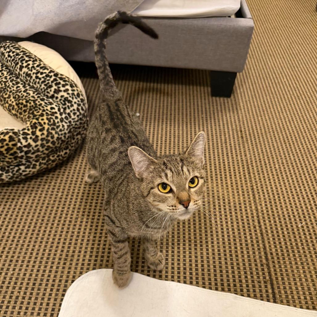 Enlarge Zola, a Adoptable Domestic Short Hair in New York, NY image 4/6