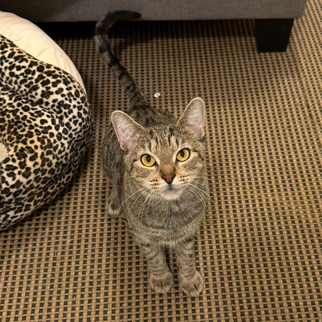 Enlarge Zola, a Adoptable Domestic Short Hair in New York, NY image 5/6