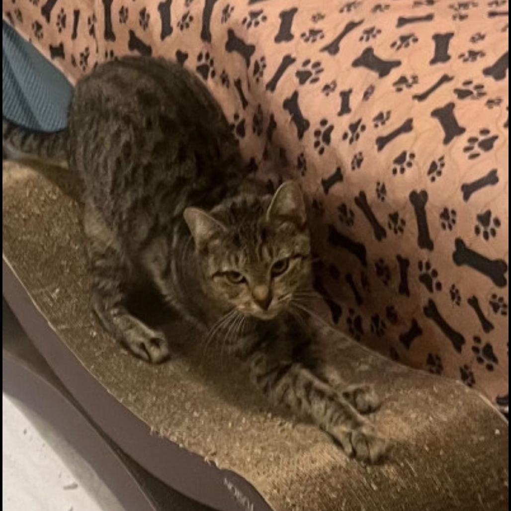 Enlarge Zola, a Adoptable Domestic Short Hair in New York, NY image 6/6