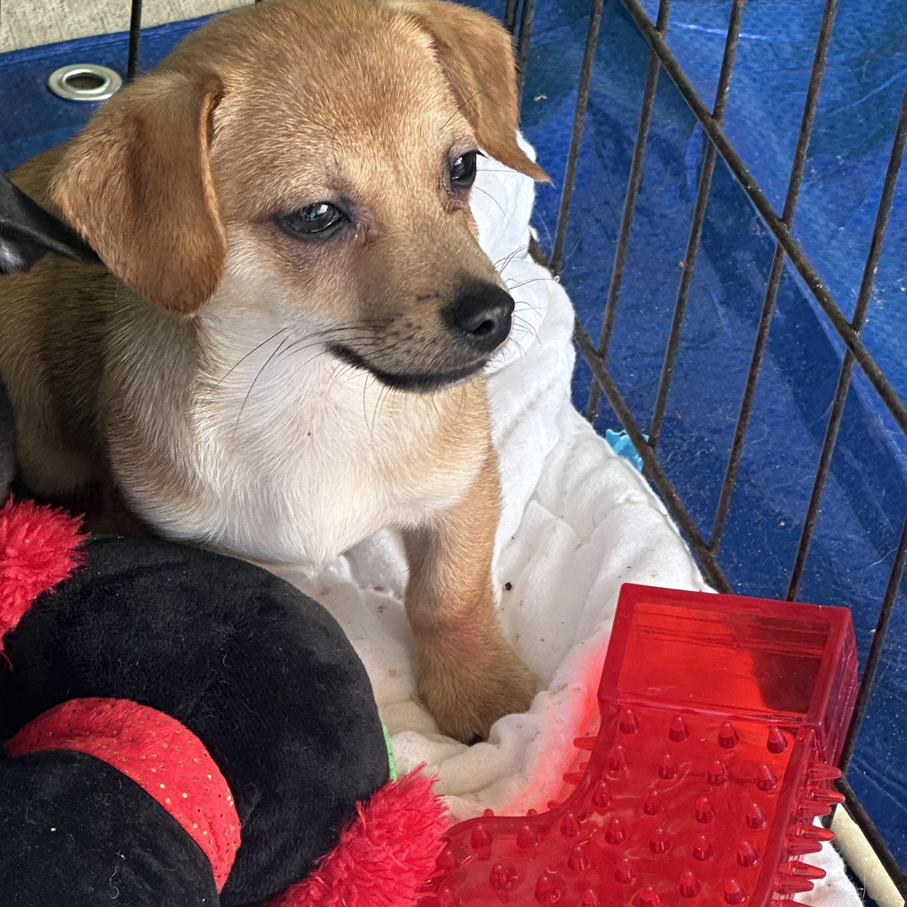 Enlarge Lenny, a ADOPTABLE Chiweenie in La Palma, CA image 1/1