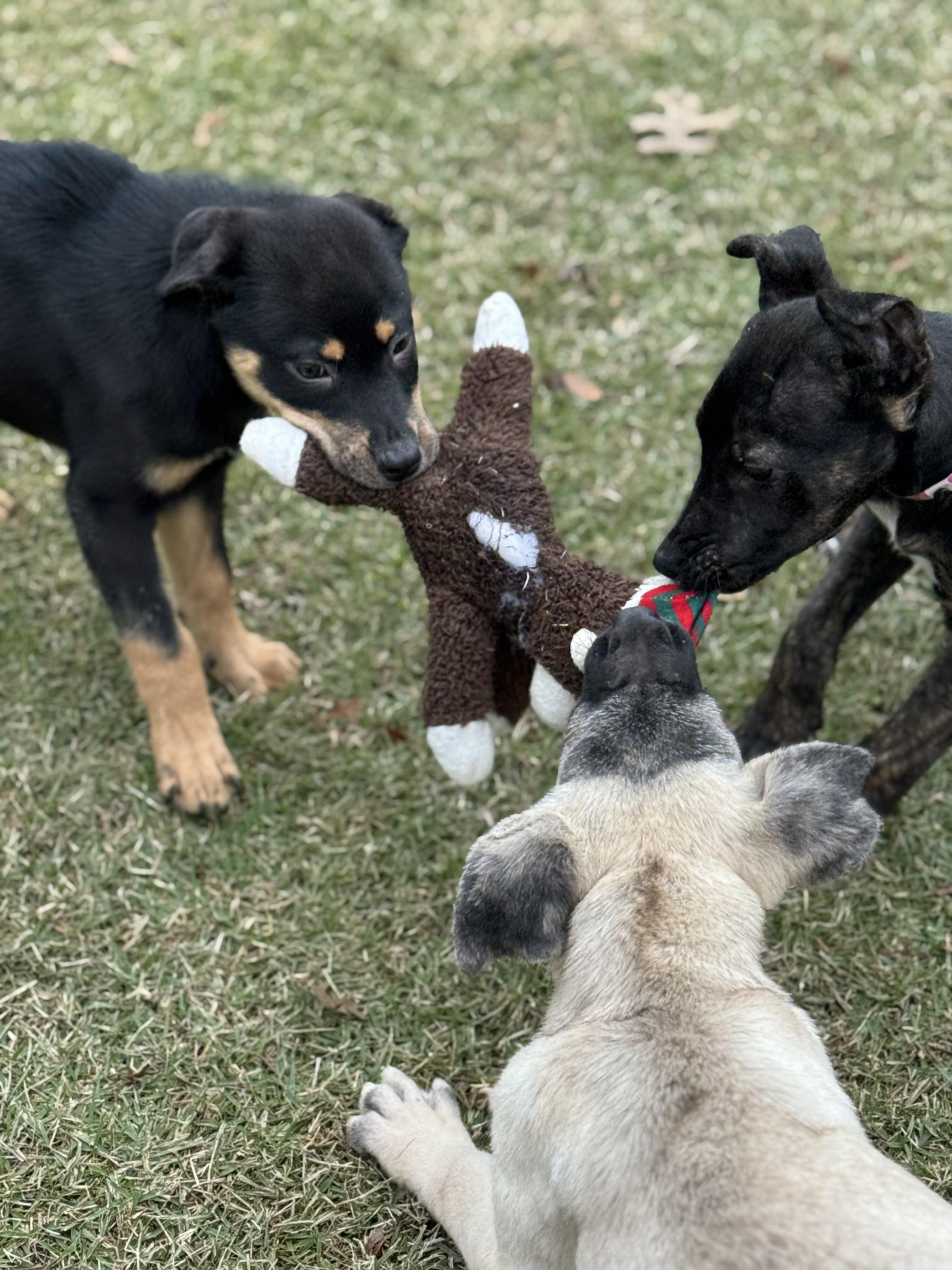 Enlarge Nala, a Adoptable mixed breed in Providence, RI image 2/5