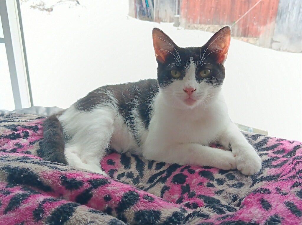 Enlarge Bailey , a ADOPTABLE Domestic Short Hair in Webster, NY image 1/1