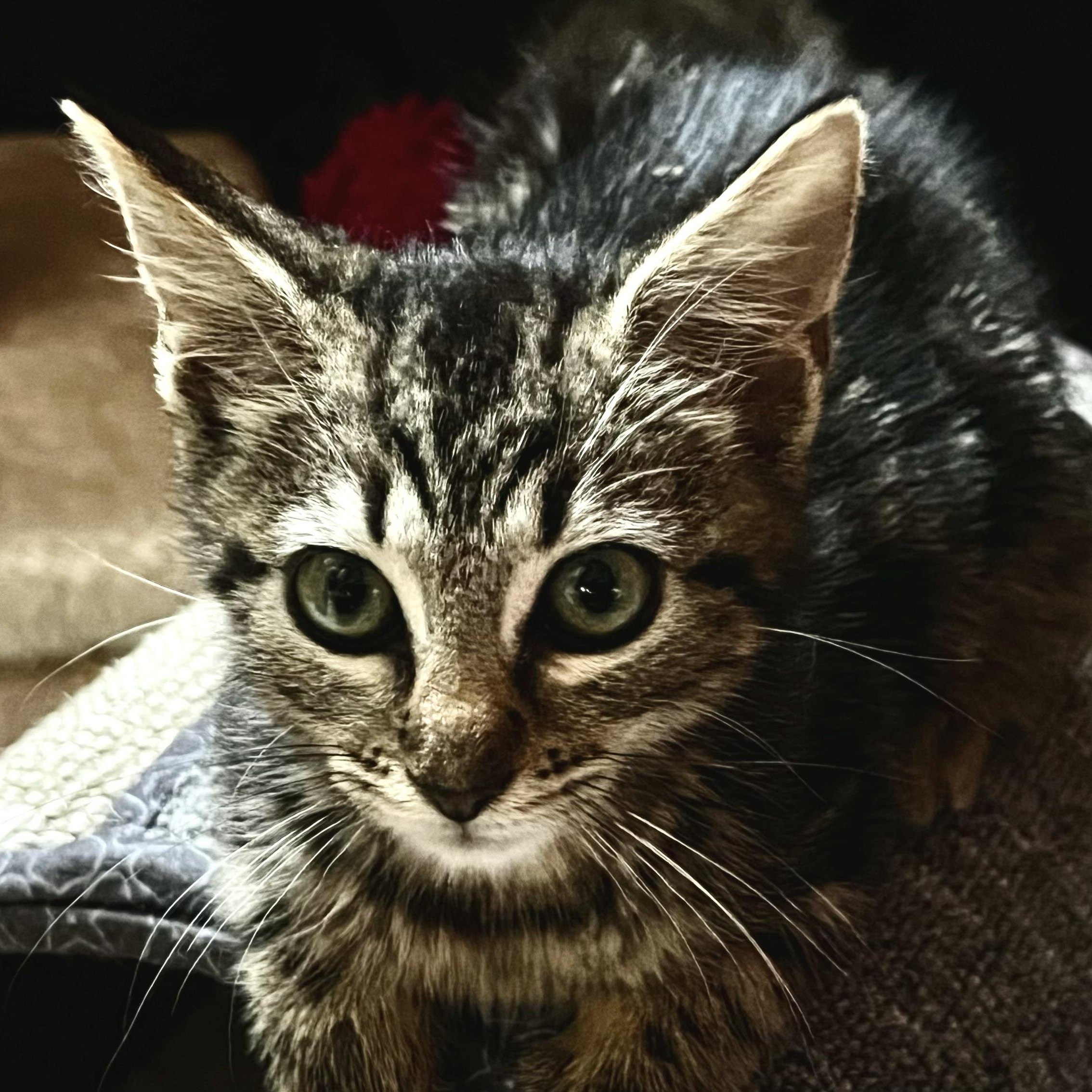 Enlarge Luna, an adopted Domestic Short Hair in Maplewood, NJ image 6/6