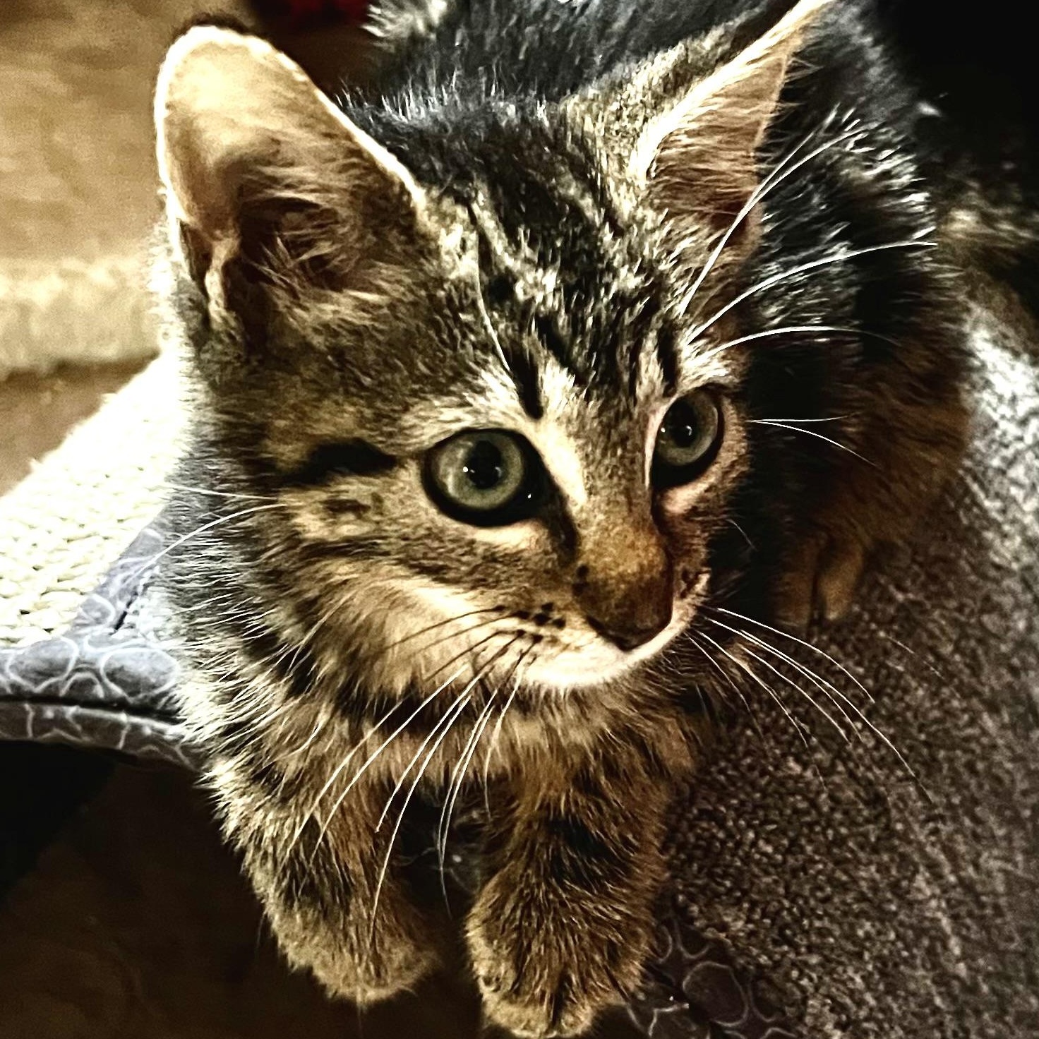 Enlarge Luna, an adopted Domestic Short Hair in Maplewood, NJ image 4/6