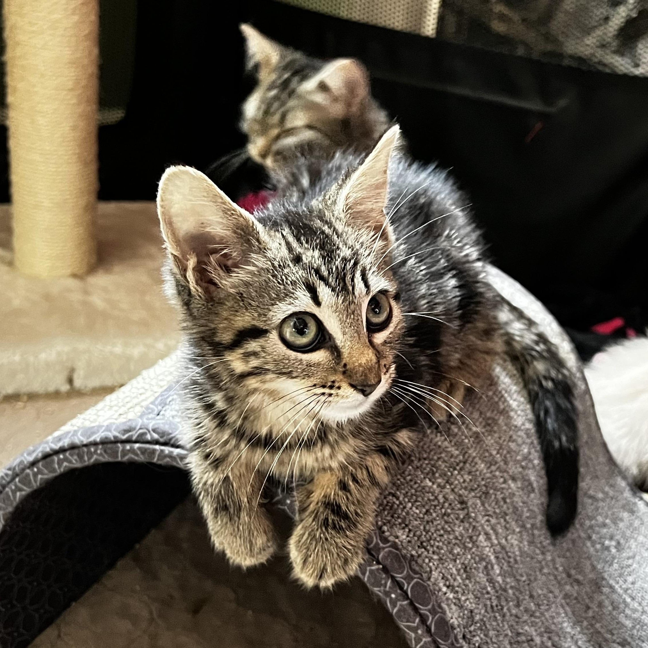 Enlarge Luna, an adopted Domestic Short Hair in Maplewood, NJ image 1/6