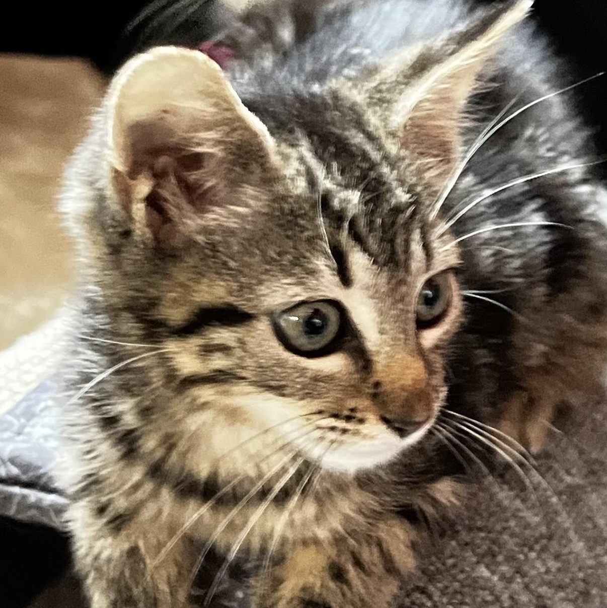 Enlarge Luna, an adopted Domestic Short Hair in Maplewood, NJ image 2/6