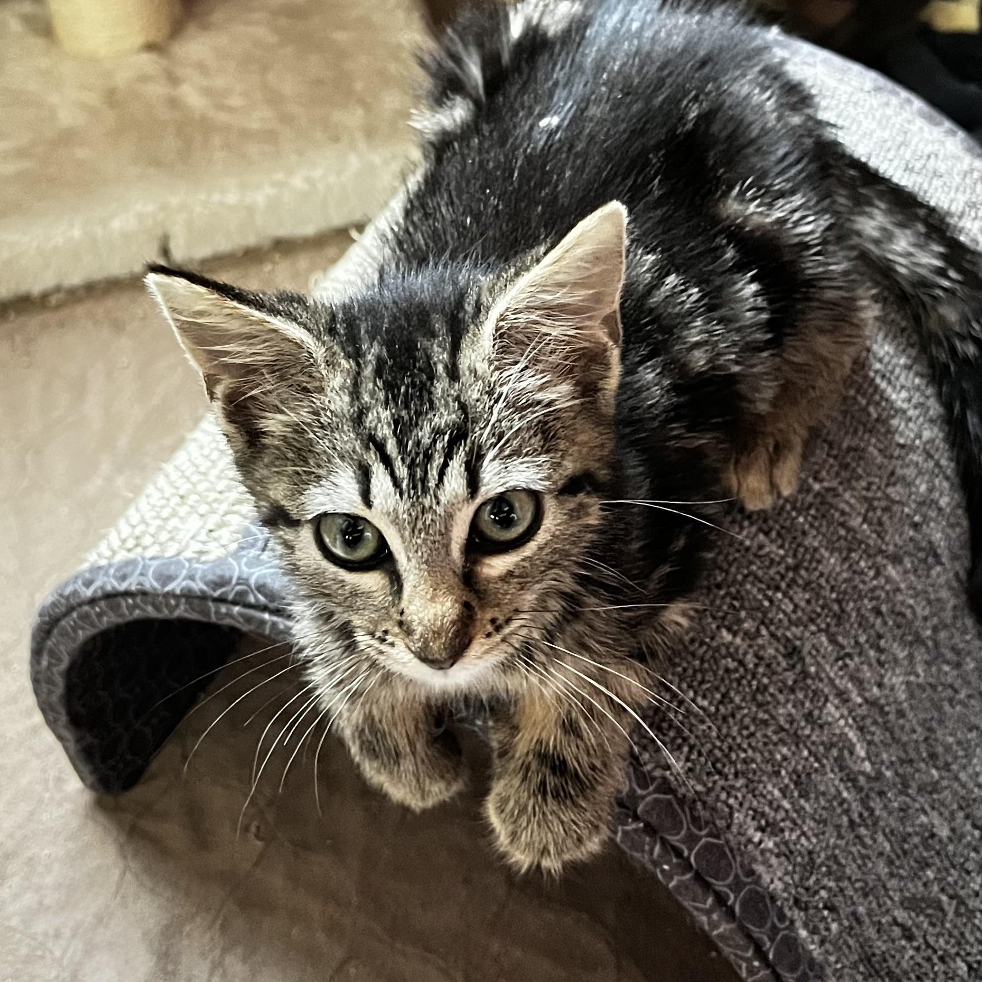 Enlarge Luna, an adopted Domestic Short Hair in Maplewood, NJ image 5/6