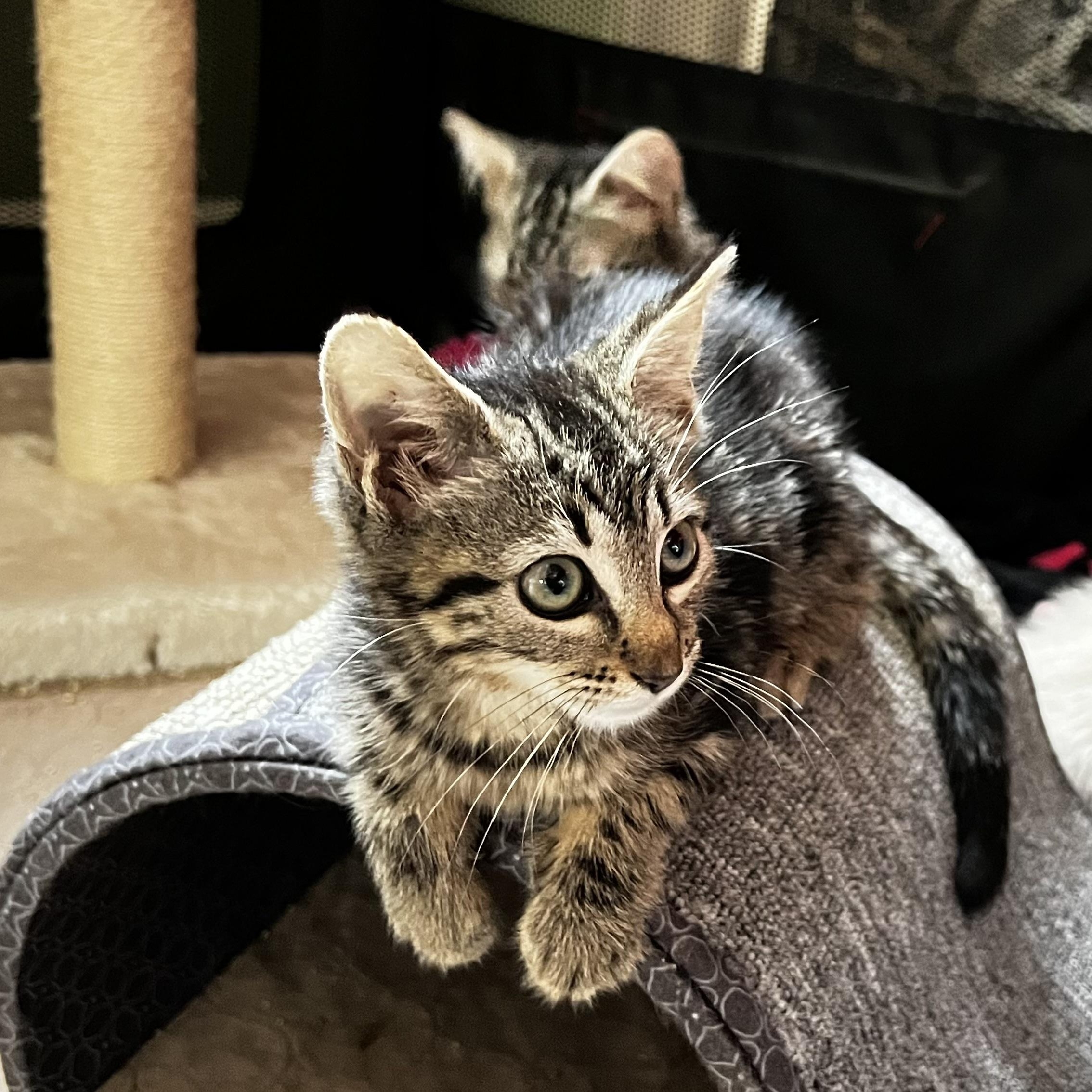 Enlarge Luna, an adopted Domestic Short Hair in Maplewood, NJ image 3/6