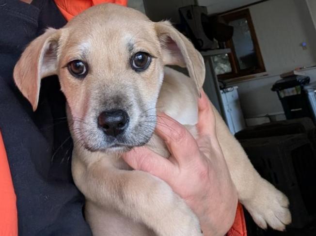 Coraline, a ADOPTABLE mixed breed in Sylva, NC image 1/3