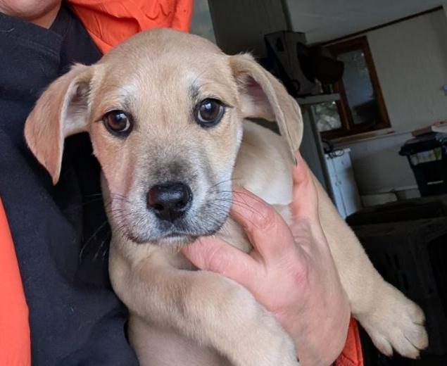 Coraline, a ADOPTABLE mixed breed in Sylva, NC image 3/3