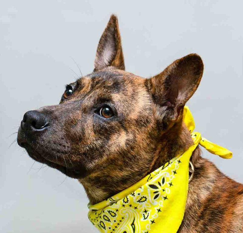 Vern, ADOPTABLE, Young Male Terrier.